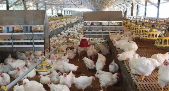 Flood-Damaged Meat Sealed by Health Inspectors